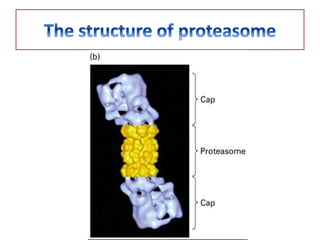 Ubiquitin mediated proteolysis Slide 25