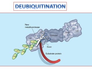 Ubiquitin mediated proteolysis Slide 30