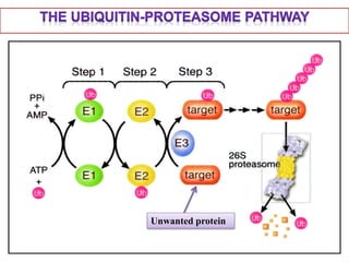 • E3s:
– Ubiquitin-protein ligases.
– E3s play a key role in the ubiquitin pathway,
as they are responsible for the select...