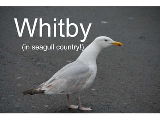 Whitby (in seagull country!) 