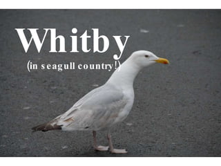 Whitby (in seagull country!) 
