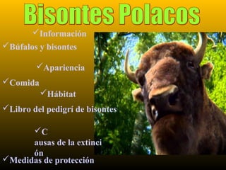 Información
Hábitat
Libro del pedigrí de bisontes
C
ausas de la extinci
ón
Medidas de protección
Apariencia
Búfalos y bisontes
Comida
 