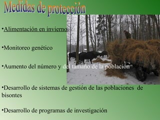 •Aumento del número y del tamaño de la población
•Desarrollo de sistemas de gestión de las poblaciones de
bisontes
•Monitoreo genético
•Desarrollo de programas de investigación
•Alimentación en invierno
 