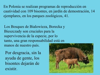 En Polonia se realizan programas de reproducción en
cautividad con 109 bisontes, en jardín de demostración, 14
ejemplares, en los parques zoológicos, 41.
Por desgracia, sin la
ayuda de gente, los
bisontes dejarán de
existir.
Los Bosques de Bialowieza, Borecka y
Bieszczady son cruciales para la
supervivencia de la especie, por lo
tanto, una gran responsabilidad está en
manos de nuestro país.
 