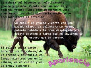 La cabeza del bisonte es relativamente
grande y pesada. Cuenta con una amplia y
redonda frente, unos ojos pequeños y unos
cuernos cortos dirigidos hacia arriba y se
inclinan hacia el interior.
Su cuello es grueso y corto con una
papada clara. La delantera se ve muy
potente debido a la cruz desplegada y al
pelaje castaño o pardo que en invierno se
hace más oscuro que en verano.
El pelaje en la parte
inferior de la cabeza, de
la frente y del cuello es
largo, mientras que en la
cabeza, en el cuello y en
la cruz, espinoso.
 