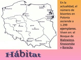 En la
actualidad, el
número de
bisontes en
Polonia
asciende a
1.299
ejemplares.
Viven en: el
Bosque de
Bialowieza,
Knyszynska
y Borecka.
 