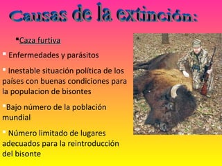  Enfermedades y parásitos
 Inestable situación política de los 
países con buenas condiciones para 
la populacion de bisontes
Bajo número de la población 
mundial
 Número limitado de lugares 
adecuados para la reintroducción 
del bisonte
Caza furtivaCaza furtiva
 