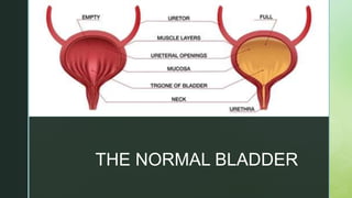 z
z
THE NORMAL BLADDER
 