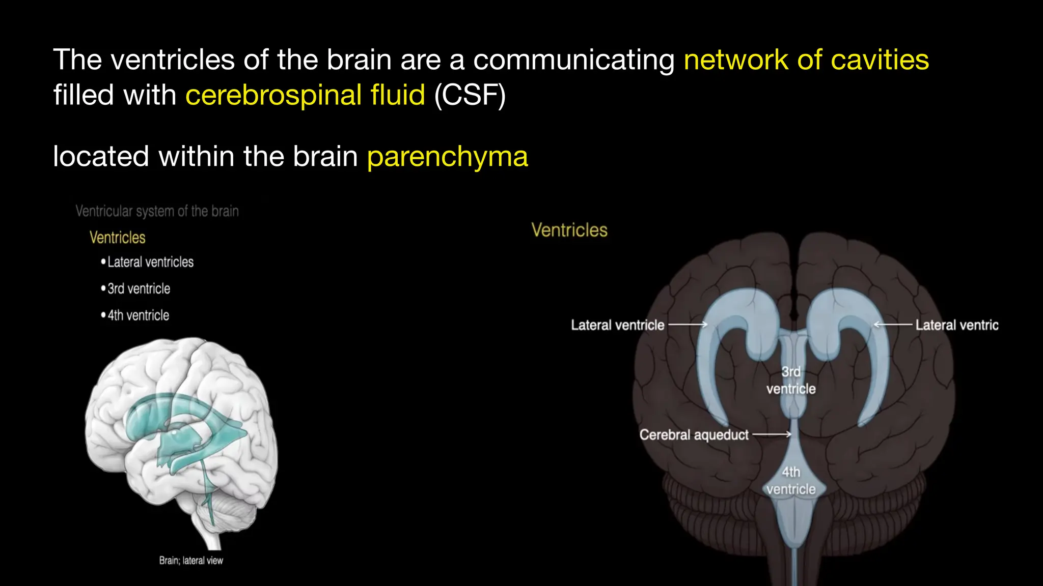 Ventricles_of_the_brain_The ventricles of the brain are a communicating