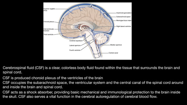 Ventricles_of_the_brain_The ventricles of the brain are a communicating ...