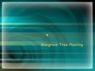 Mangrove Tree Planting 