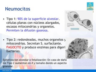 Neumocitos
• Tipo 1: 90% de la superficie alveolar.
células planas con núcleos alargados,
escasas mitocondrias y organelos.
Permiten la difusión gaseosa.
• Tipo 2: redondeadas, muchos organelos y
mitocondrias. Secretan S. surfactante.
FAGOCITO y produce enzimas para digerir
bacterias.
Epitelizacion alveolar o fetalización: En caso de daño
los Tipo 2 aumentan en # y tamaño dando un aspecto
granular.
 