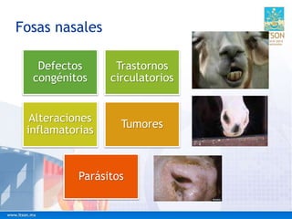 Fosas nasales
Defectos
congénitos
Trastornos
circulatorios
Alteraciones
inflamatorias
Tumores
Parásitos
 