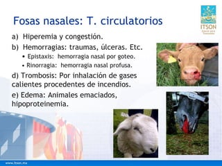 Fosas nasales: T. circulatorios
a) Hiperemia y congestión.
b) Hemorragias: traumas, úlceras. Etc.
• Epistaxis: hemorragia nasal por goteo.
• Rinorragia: hemorragia nasal profusa.
d) Trombosis: Por inhalación de gases
calientes procedentes de incendios.
e) Edema: Animales emaciados,
hipoproteinemia.
 