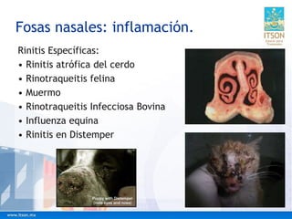 Fosas nasales: inflamación.
Rinitis Específicas:
• Rinitis atrófica del cerdo
• Rinotraqueitis felina
• Muermo
• Rinotraqueitis Infecciosa Bovina
• Influenza equina
• Rinitis en Distemper
 
