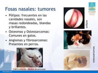 Fosas nasales: tumores
• Pólipos: frecuentes en las
cavidades nasales, son
masas redondeadas, blandas
y brillantes.
• Osteomas y Osteosarcomas:
Comunes en gatos.
• Angiomas y fibrosarcomas:
Presentes en perros.
osteosarcomas
polipos
Carcinoma de células escamosas
 