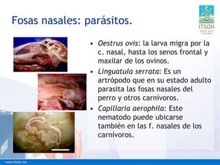 Fosas nasales: parásitos.
• Oestrus ovis: la larva migra por la
c. nasal, hasta los senos frontal y
maxilar de los ovinos.
• Linguatula serrata: Es un
artrópodo que en su estado adulto
parasita las fosas nasales del
perro y otros carnívoros.
• Capillaria aerophila: Este
nematodo puede ubicarse
también en las f. nasales de los
carnívoros.
 