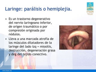Laringe: parálisis o hemiplejia.
• Es un trastorno degenerativo
del nervio laringeano inferior,
de origen traumático o por
compresión originada por
nódulos.
• Lleva a una marcada atrofia de
los músculos dilatadores de la
laringe del lado izq = miositis,
destrucción, degeneración grasa
y deg del tejido conectivo.
 