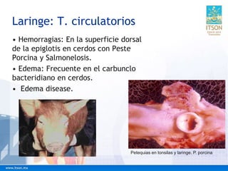 Laringe: T. circulatorios
• Hemorragias: En la superficie dorsal
de la epiglotis en cerdos con Peste
Porcina y Salmonelosis.
• Edema: Frecuente en el carbunclo
bacteridiano en cerdos.
• Edema disease.
Petequias en tonsilas y laringe. P. porcina
 