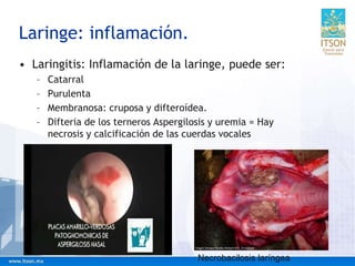 Laringe: inflamación.
• Laringitis: Inflamación de la laringe, puede ser:
– Catarral
– Purulenta
– Membranosa: cruposa y difteroídea.
– Difteria de los terneros Aspergilosis y uremia = Hay
necrosis y calcificación de las cuerdas vocales
Necrobacilosis laríngea
 