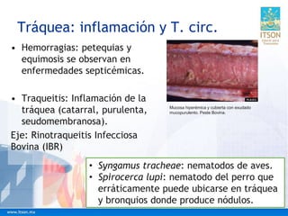 Tráquea: inflamación y T. circ.
• Hemorragias: petequias y
equimosis se observan en
enfermedades septicémicas.
• Traqueitis: Inflamación de la
tráquea (catarral, purulenta,
seudomembranosa).
Eje: Rinotraqueitis Infecciosa
Bovina (IBR)
• Syngamus tracheae: nematodos de aves.
• Spirocerca lupi: nematodo del perro que
erráticamente puede ubicarse en tráquea
y bronquios donde produce nódulos.
Mucosa hiperémica y cubierta con exudado
mucopurulento. Peste Bovina.
 