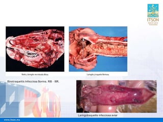 Rinotraqueitis Infecciosa Bovina. RIB – IBR.
Laringotraqueitis infecciosa aviar
 