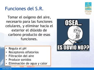 Funciones del S.R.
Tomar el oxígeno del aire,
necesario para las funciones
celulares, y eliminar hacia el
exterior el dióxido de
carbono producto de esas
funciones.
• Regula el pH
• Receptores olfatorios
• Filtración del aire
• Produce sonidos
• Eliminación de agua y calor
 