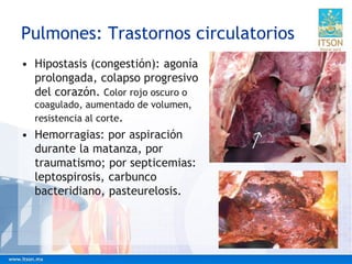 Pulmones: Trastornos circulatorios
• Hipostasis (congestión): agonía
prolongada, colapso progresivo
del corazón. Color rojo oscuro o
coagulado, aumentado de volumen,
resistencia al corte.
• Hemorragias: por aspiración
durante la matanza, por
traumatismo; por septicemias:
leptospirosis, carbunco
bacteridiano, pasteurelosis.
 