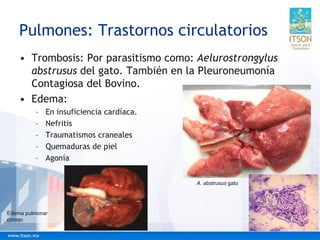 Pulmones: Trastornos circulatorios
• Trombosis: Por parasitismo como: Aelurostrongylus
abstrusus del gato. También en la Pleuroneumonía
Contagiosa del Bovino.
• Edema:
– En insuficiencia cardíaca.
– Nefritis
– Traumatismos craneales
– Quemaduras de piel
– Agonía
Edema pulmonar
conejo
A. abstrusus gato
 