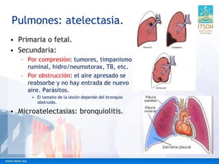 Pulmones: atelectasia.
• Primaria o fetal.
• Secundaria:
– Por compresión: tumores, timpanismo
ruminal, hidro/neumotorax, TB, etc.
– Por obstrucción: el aire apresado se
reabsorbe y no hay entrada de nuevo
aire. Parásitos.
• El tamaño de la lesión depende del bronquio
obstruido.
• Microatelectasias: bronquiolitis.
 