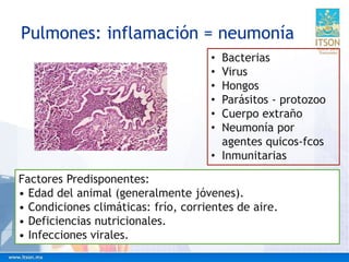 Pulmones: inflamación = neumonía
• Bacterias
• Virus
• Hongos
• Parásitos - protozoo
• Cuerpo extraño
• Neumonía por
agentes quicos-fcos
• Inmunitarias
Factores Predisponentes:
• Edad del animal (generalmente jóvenes).
• Condiciones climáticas: frío, corrientes de aire.
• Deficiencias nutricionales.
• Infecciones virales.
 