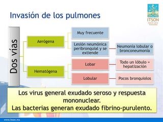 Invasión de los pulmonesDosvías
Aerógena
Muy frecuente
Lesión neumónica
peribronquial y se
extiende
Neumonía lobular o
bronconeumonía
Hematógena
Lobar
Todo un lóbulo =
hepatización
Lobular Pocos bronquiolos
Los virus general exudado seroso y respuesta
mononuclear.
Las bacterias generan exudado fibrino-purulento.
 
