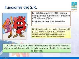 Funciones del S.R.
Las células requieren (O2) – captan
energía de los nutrimentos - producen
ATP = liberan (CO2).
El exceso de CO2 = toxico celular.
La falla de uno y otro altera la homeostasis al causar la muerte
rápida de células por falta de oxigeno y acumulación de productos
de desecho.
El S.R. realiza el intercambio de gases (O2
y CO2) mientras que el S.C.V fluye la
sangre que transporta gases entre los
pulmones y las células de los tejidos.
 