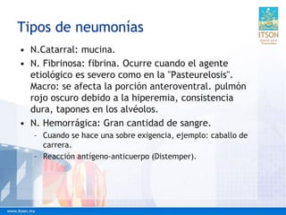 Tipos de neumonías
• N.Catarral: mucina.
• N. Fibrinosa: fibrina. Ocurre cuando el agente
etiológico es severo como en la "Pasteurelosis".
Macro: se afecta la porción anteroventral. pulmón
rojo oscuro debido a la hiperemia, consistencia
dura, tapones en los alvéolos.
• N. Hemorrágica: Gran cantidad de sangre.
– Cuando se hace una sobre exigencia, ejemplo: caballo de
carrera.
– Reacción antígeno-anticuerpo (Distemper).
 
