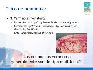 Tipos de neumonías
• N. Verminosa: nematodos.
– Cerdo: Metastrongylus y larvas de Ascaris en migración.
– Rumiantes: Dyctiocaulus viviparus, Dyctiocaulus fillaris;
Muelleriu, Capillaria.
– Gato: Aelurostrongylus abstrusus.
“Las neumonías verminosas
generalmente son de tipo multifocal”.
 