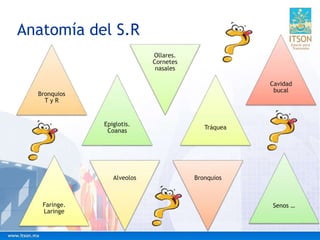 Anatomía del S.R
Senos …
Epiglotis.
Coanas
Ollares.
Cornetes
nasales
Tráquea
Faringe.
Laringe
Alveolos
Bronquios
T y R
Bronquios
Cavidad
bucal
 
