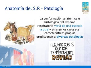 La conformación anatómica e
histológica del sistema
respiratorio varía de una especie
a otra y en algunos casos sus
características propias
predisponen a diversas patologías
Anatomía del S.R – Patología
 