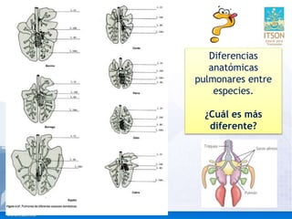 Diferencias
anatómicas
pulmonares entre
especies.
¿Cuál es más
diferente?
 