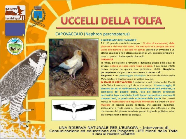 Uccelli Monti Della Tolfa