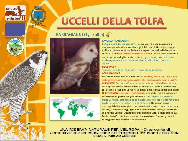 Uccelli Monti Della Tolfa
