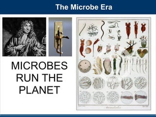 The Microbe Era 
MICROBES 
RUN THE 
PLANET 
 