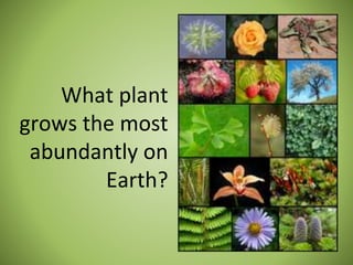 What plant
grows the most
abundantly on
Earth?
 