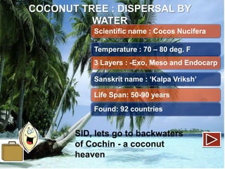 COCONUT TREE : DISPERSAL BY
WATER
Scientific name : Cocos Nucifera
Temperature : 70 – 80 deg. F
3 Layers : -Exo, Meso and Endocarp
Sanskrit name : ‘Kalpa Vriksh’
Life Span: 50-90 years

Found: 92 countries

SID, lets go to backwaters
of Cochin - a coconut
heaven

 
