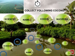 COLLECT FOLLOWING COCONUT :

SCIENTIFI
C

NAME :

COCOS

NUCIFERA

SCIENTIFI
C

NAME :

COCOS

NUCIFERA

 