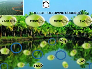 COLLECT FOLLOWING COCONUT :
3 LAYERS

3
LAYERS

ENDO

MESO

EXO

 