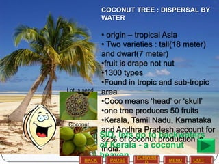 COCONUT TREE : DISPERSAL BY
WATER

Lotus seed

Coconut

• origin – tropical Asia
• Two varieties : tall(18 meter)
and dwarf(7 meter)
•fruit is drape not nut
•1300 types
•Found in tropic and sub-tropic
area
•Coco means ‘head’ or ‘skull’
•one tree produces 50 fruits
•Kerala, Tamil Nadu, Karnataka
and Andhra Pradesh account for
SID, lets go to production in
backwaters
92% of coconut
of Kerala - a coconut
India.

heaven
BACK
PAUSE

FORWAR
D

MENU

QUIT

 