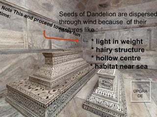 Seeds of Dandelion are dispersed
through wind because of their
features like :

* light in weight
* hairy structure
* hollow centre
* habitat near sea

UPGRA
DE

 