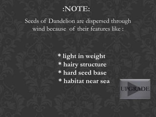 :NOTE:
Seeds of Dandelion are dispersed through
wind because of their features like :

* light in weight
* hairy structure
* hard seed base
* habitat near sea
UPGRADE

 