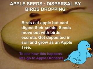 APPLE SEEDS : DISPERSAL BY
BIRDS DROPPING
Birds eat apple but cant
digest their seeds. Seeds
move out with birds
excreta. Get deposited in
soil and grow as an Apple
Tree.
To see how this happens
lets go to Apple Orchards

CLICK
ME!

 