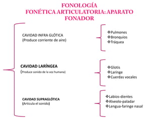 Pulmones
 CAVIDAD INFRA GLÓTICA               Bronquios
 (Produce corriente de aire)         Tráquea




CAVIDAD LARÍNGEA                     Glotis
(Produce sonido de la voz humana)    Laringe
                                     Cuerdas vocales



                                    Labios-dientes
 CAVIDAD SUPRAGLÓTICA
 (Articula el sonido)
                                    Alveolo-paladar
                                    Lengua-faringe nasal
 